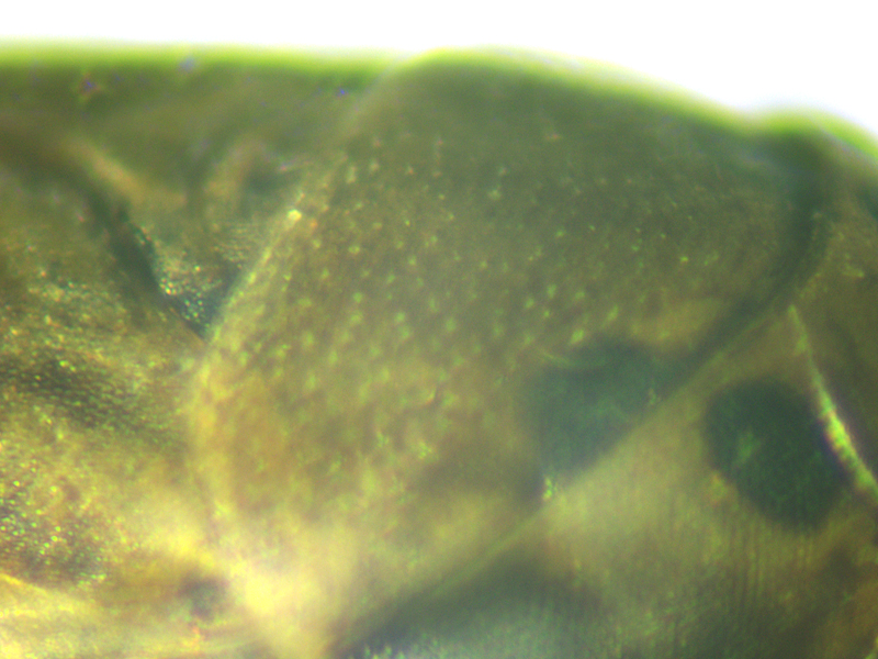 Anaceratagallia ribauti